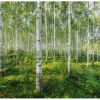 Komar Fototapete Sunny Day Grün 368 x 254 cm 611007