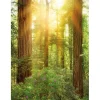 Komar Fototapete Vlies Redwood 200 x 260 cm
