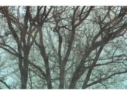 Komar Fototapete Whispering Woods 400 cm x 250 cm