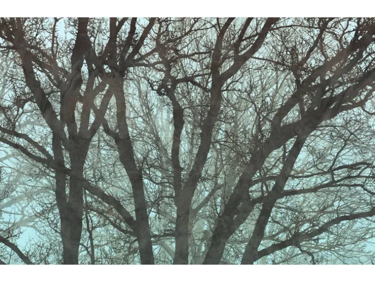 Komar Fototapete Whispering Woods 400 cm x 250 cm