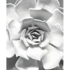 Komar Wandbild Succulent Closeup 40 x 50 cm