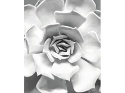 Komar Wandbild Succulent Closeup 40 x 50 cm