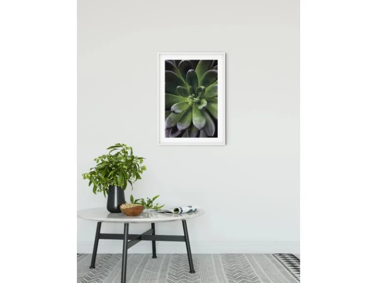 Komar Wandbild Succulent Single 40 cm x 50 cm