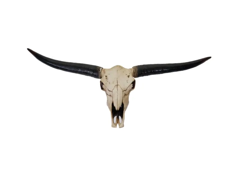 MCW Deko Schädel 132cm A14 Stier Naturfarben