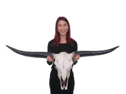 MCW Deko Schädel 132cm A14 Stier Naturfarben