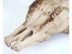 MCW Deko Schädel Longhorn