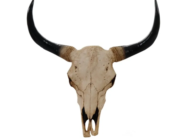 MCW Deko Schädel Longhorn Natur