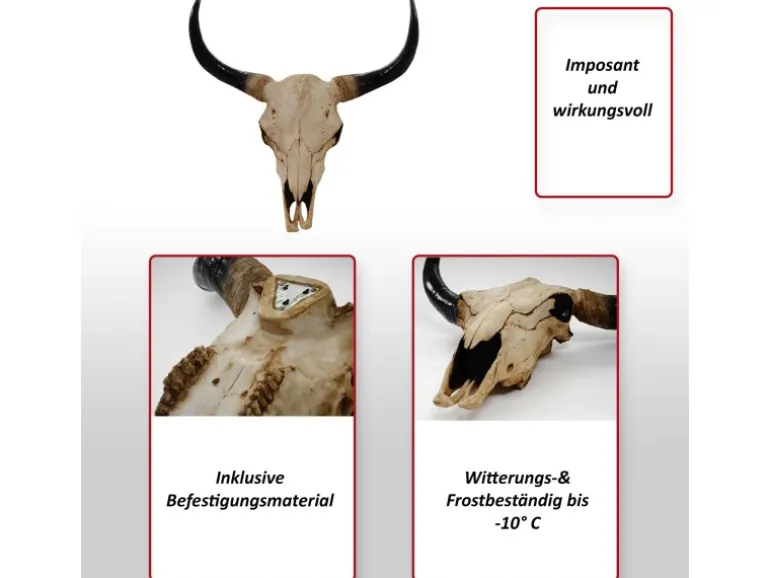 MCW Deko Schädel Longhorn Natur