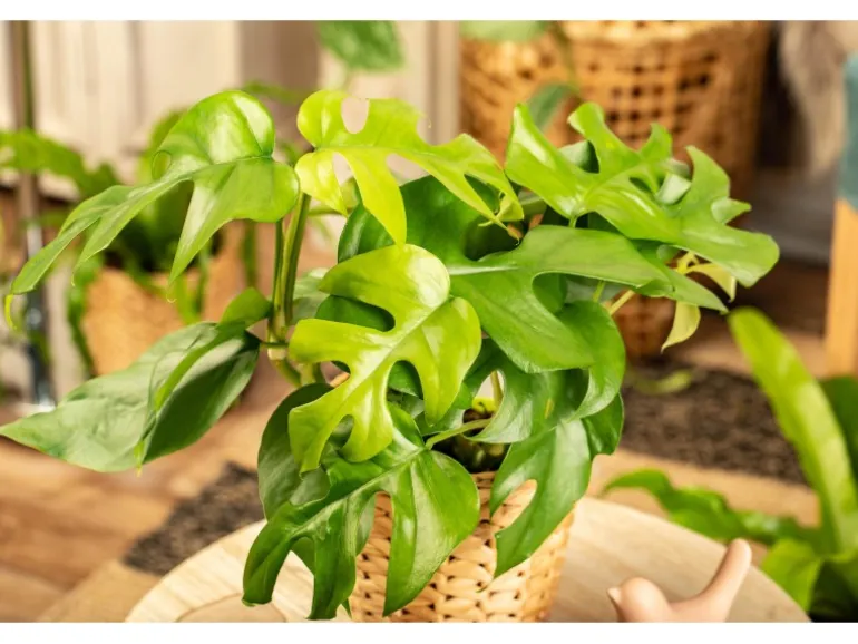 Monstera Minima (Zwerg-Fensterblatt) Topf-Ø ca. 12 cm Rhaphidophora tetrasperma