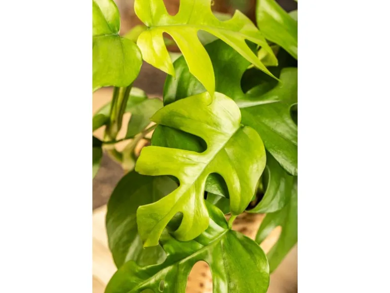 Monstera Minima (Zwerg-Fensterblatt) Topf-Ø ca. 12 cm Rhaphidophora tetrasperma