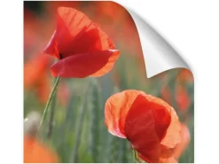 Myspotti Küchenrückwandfolie Mohn Selbstklebend 220 cm x 60 cm