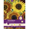 Pabst Keimkraft Sonnenblume Herbstschönheit Saatgut
