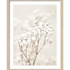 Pro Art Bild Framed Art Dried Fiber in the wind III 40 cm x 30 cm