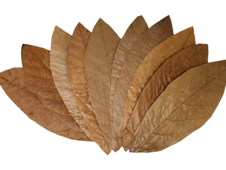 Proflora Cacao Blätter Groß