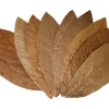 Proflora Cacao Blätter Klein