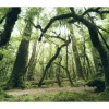 Sanders & Sanders Fototapete Wald Grün 450 x 280 cm 612685