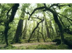 Sanders & Sanders Fototapete Wald Grün 450 x 280 cm 612685