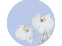 Sanders & Sanders Selbstklebende Runde Tapete Blumen Hellblau und Weiß Ø 70 cm 601087