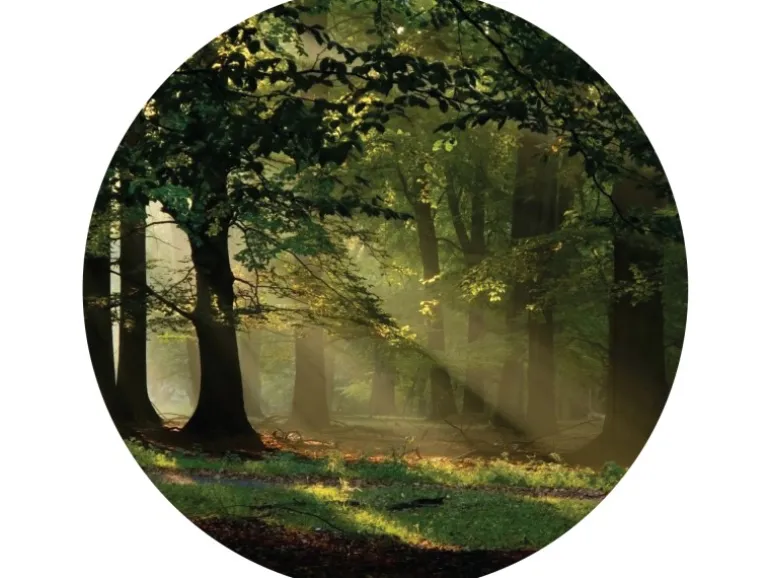 Sanders & Sanders Selbstklebende Runde Tapete Bewaldete Landschaft Grün Ø 140 cm 601134