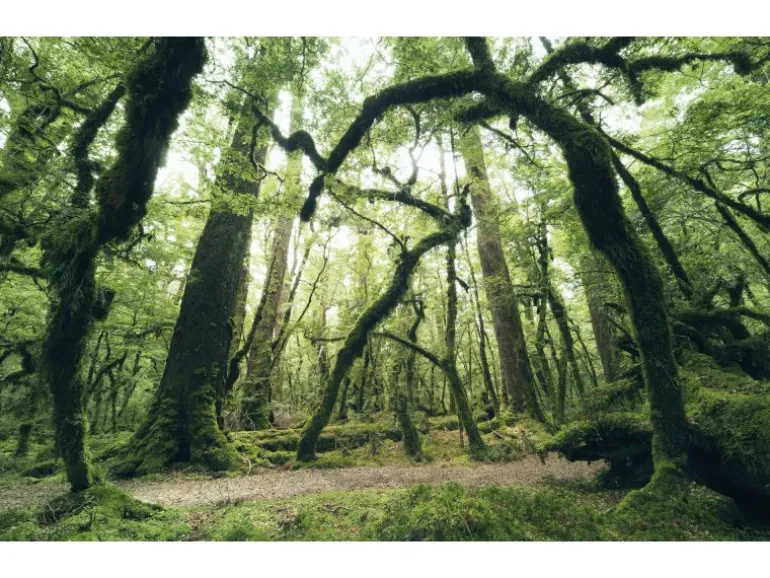 Vlies Fototapete Ancient Green 450x280 cm