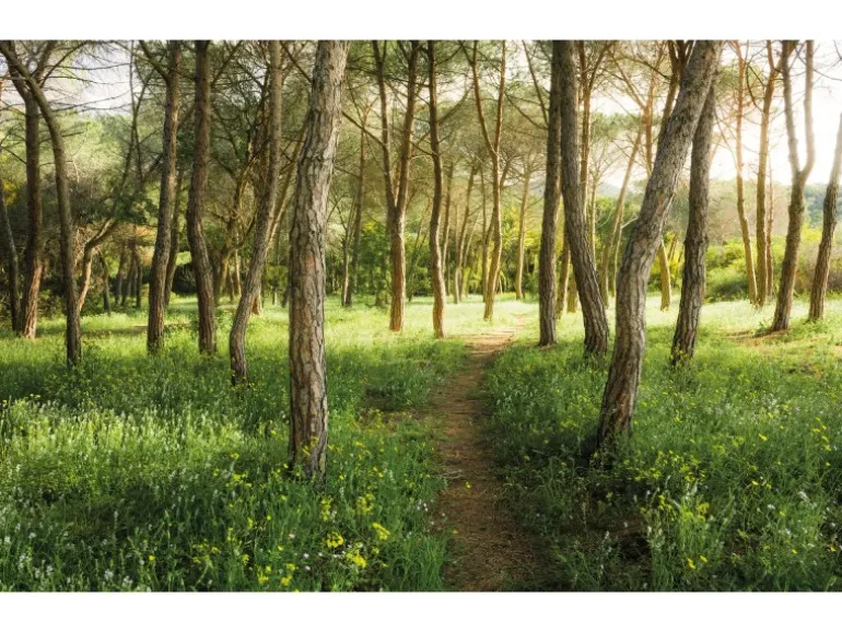 Vlies Fototapete Blütenzauberwald 450x280 cm