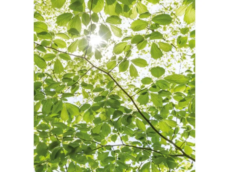 Vlies Fototapete Im Frühlingswald 250x280 cm