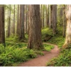 Vlies Fototapete Redwood Trail 450x280 cm