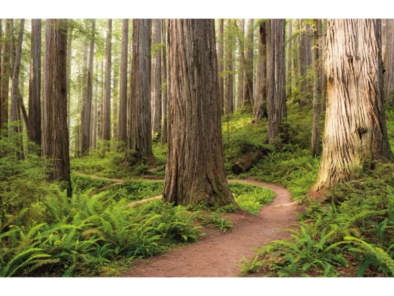 Vlies Fototapete Redwood Trail 450x280 cm